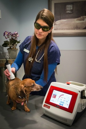 Dog getting laser therapy