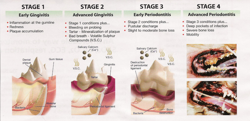 dental health stages image